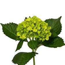 Hydrangeas