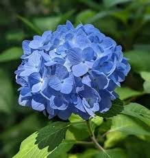 Hydrangeas
