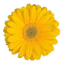 Gerberas Flower Bouquet