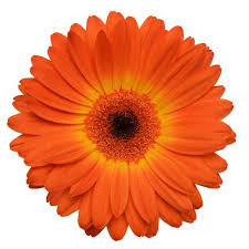 Gerberas Flower Bouquet