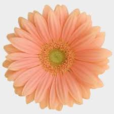 Gerberas Flower Bouquet