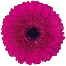 Gerbera Mini XL Flower Bouquet