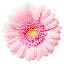 Gerberas Flower Bouquet