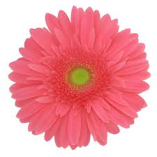 Gerberas Flower Bouquet