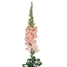 Snapdragons Flower Bouquet
