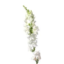 Snapdragons Flower Bouquet