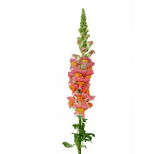 Snapdragons Flower Bouquet
