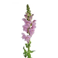 Snapdragons Flower Bouquet