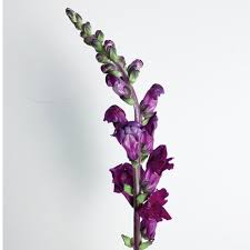 Snapdragons Flower Bouquet