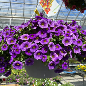 Blooming Hanging Baskets