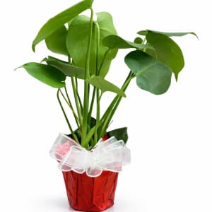 Medium Plant 6" Flower Bouquet