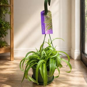 Medium Plant 6" Flower Bouquet