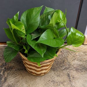 Medium Plant 6" Flower Bouquet