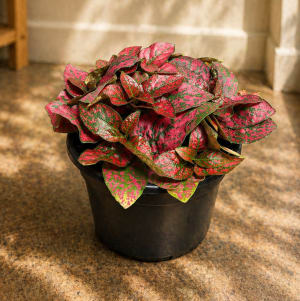 Small Plant 4" Flower Bouquet