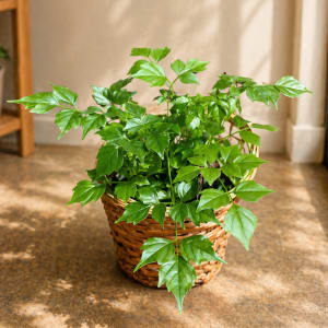 Small Plant 4" Flower Bouquet