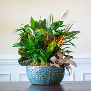 Ceramic Dish Garden