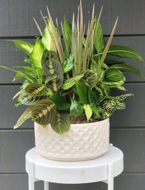 Ceramic Dish Garden