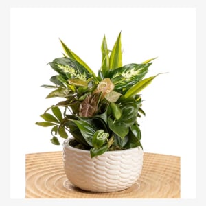 Ceramic Dish Garden