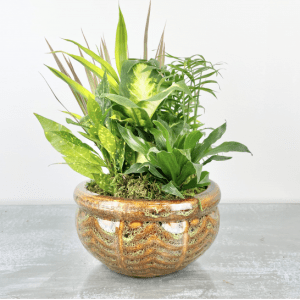 Ceramic Dish Garden