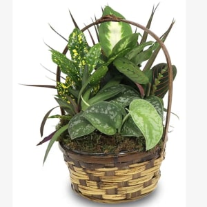Basket Garden
