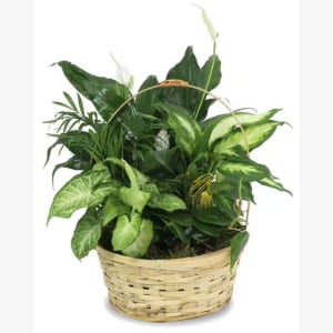 Basket Garden
