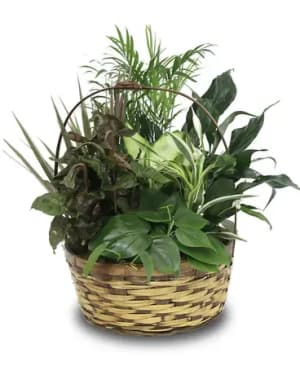 Basket Garden