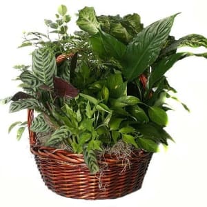 Basket Garden