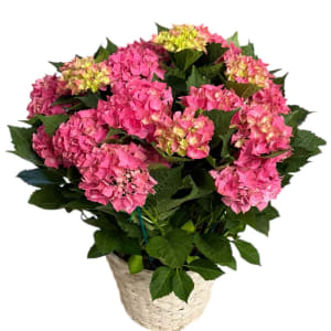 Blooming Hydrangeas Flower Bouquet
