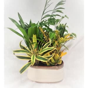 Traditional Tropical Planter