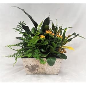 Traditional Tropical Planter