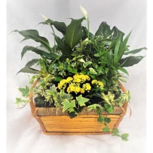 Traditional Tropical Planter