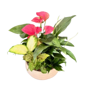 Traditional Tropical Planter