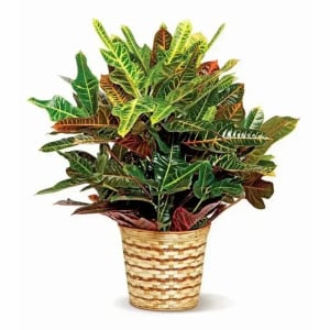 Croton Plant