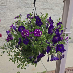 Mixed Hanging Planters Flower Bouquet