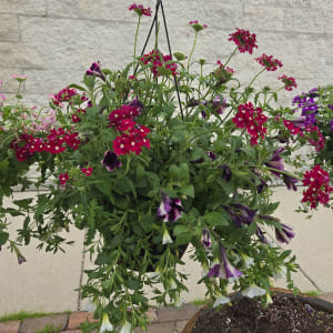 Mixed Hanging Planters Flower Bouquet