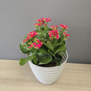 Kalanchoe Flower Bouquet