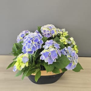 Hydrangea
