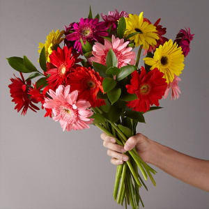 Gerbera Bouquet