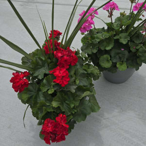 Geranium Red and Pink Flower Bouquet