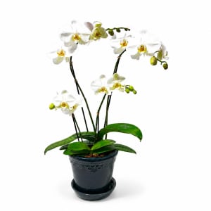 WHITE Flower Bouquet