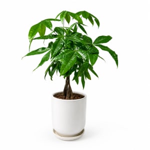 Money Tree