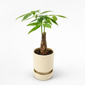 Money Tree