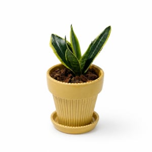 SANSEVIERIA (SNAKE PLANT)