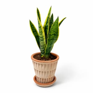 SANSEVIERIA (SNAKE PLANT)