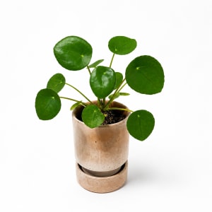 PILEA PEPEROMIOIDES Flower Bouquet