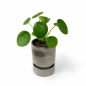 PILEA PEPEROMIOIDES Flower Bouquet