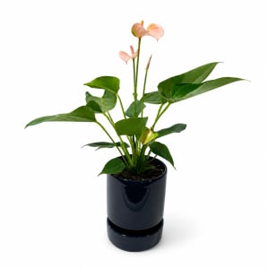 ANTHRIUM Flower Bouquet