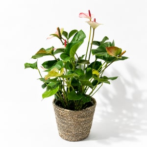 ANTHRIUM Flower Bouquet