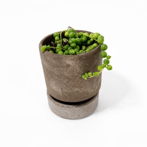 Small Table Plant Flower Bouquet