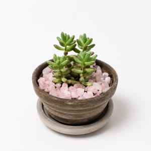 Small Table Plant Flower Bouquet